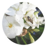 Single White Oleander with Bee 1