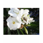 Single White Oleander with Bee 1