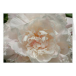 Single White Peony Card