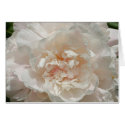 Single White Peony cards by isouz59 Single White Peony cards