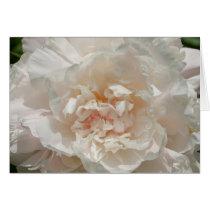 Single White Peony cards