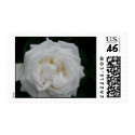 Single White Rose Flower Stap postage by spollard01 Single White Rose Flower Stap postage