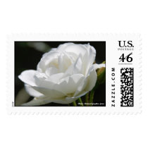 Single White Rose Postage stamps