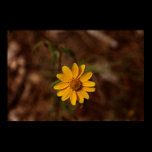 Single Yellow Daisy Poster posters