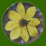 Single Yellow Flower Plate plates