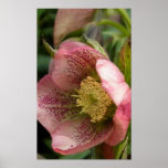 singular beauty print