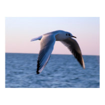 Singular Flight posters by SweetRascal Singular Flight posters
