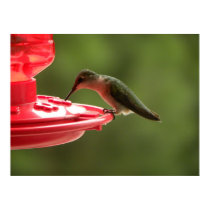Sip sip little Hummer! posters