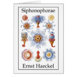 Siphonophorae by Ernst Haeckel Card