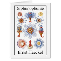 Siphonophorae by Ernst Haeckel Card