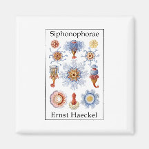 Siphonophorae by Ernst Haeckel Fridge Magnet