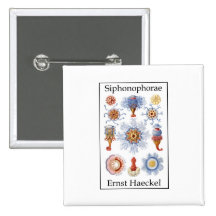 Siphonophorae by Ernst Haeckel Pinback Button