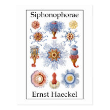 Siphonophorae by Ernst Haeckel Post Cards