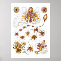 Siphonophorae, Ernst Haeckel Print