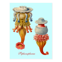 Siphonophorae  - Jellyfish postcard