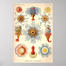 "Siphonophorae" Vintage Illustration Posters