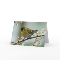Siskin greeting card cards