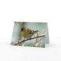 Siskin greeting card by Thorninger Siskin greeting card