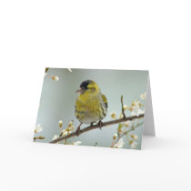Siskin greeting card cards