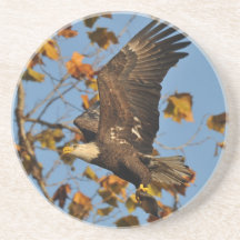 Sistema juvenil del práctico de costa de Eagle cal Posavasos Diseño