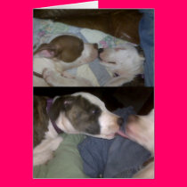 sister sleepy and sister sleepier cards
