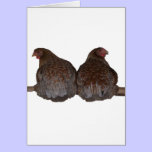 Sisters - Blue Laced Wyandotte Hens Roosting cards