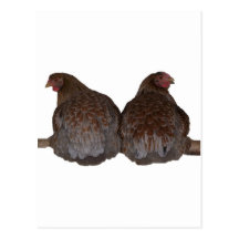 Sisters - Blue Laced Wyandotte Hens Roosting Postcard