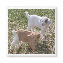 Sister's Goats magnets by KABSANNIE Sister's Goats magnets
