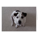 Sit Dog cards