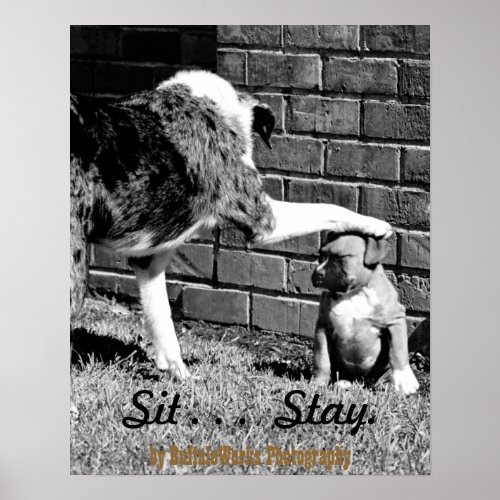 Sit- - - Stay - - - Poster print