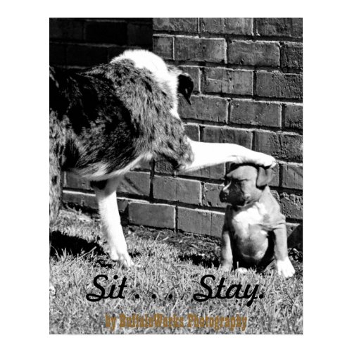 Sit- - - Stay - - - Poster print