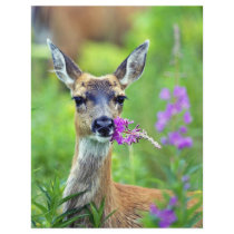 Sitka Black-tailed Deer with Fireweed Flyer Design