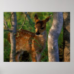 Sitka Blacktailed Fawn Poster