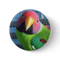 Sittin' Pretty Plum Headed Parakeet buttons by MenagerieMayhem Sittin' Pretty Plum Headed Parakeet buttons