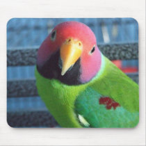 Sittin' Pretty Plum Headed Parakeet Mousepad