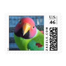 Sittin' Pretty Plum Headed Parakeet postage by MenagerieMayhem Sittin' Pretty Plum Headed Parakeet postage