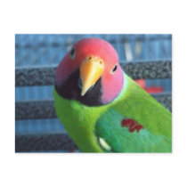 Sittin' Pretty Plum Headed Parakeet Postcard