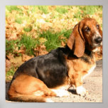 Sitting Basset Hound  Poster