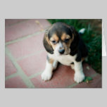 Sitting Beagle Puppy cards
