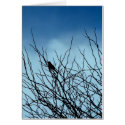Sitting bird in Silhouette, Santa Cruz (Card) by agserm Sitting bird in Silhouette, Santa Cruz (Card)