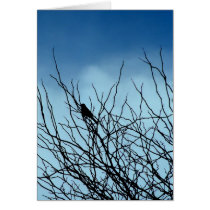 Sitting bird in Silhouette, Santa Cruz (Card)