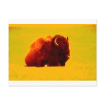 Sitting Bison Postcard