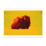 Sitting Bison postcards