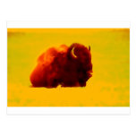 Sitting Bison Postcard
