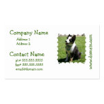 Sitting Border Collie Business Cards