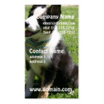 Sitting Border Collie Business Cards