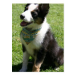 Sitting Border Collie Postcard