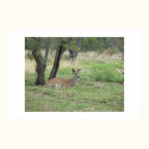 Sitting buck. posters by Acorns_tree Sitting buck. posters
