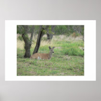 Sitting buck. posters