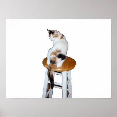 Calico Cat Sitting